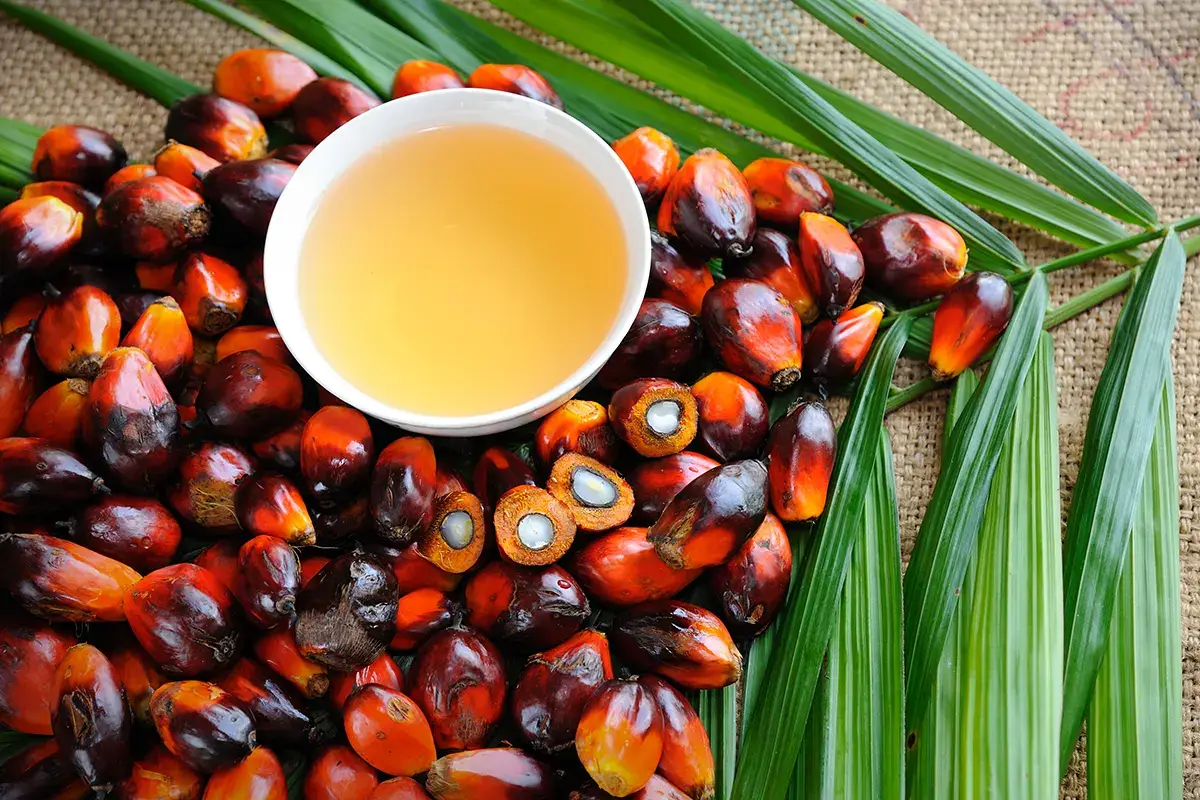 Olio di palma Olio di palma? Non &egrave; pericoloso,ma contiene pi&ugrave; grassi saturi